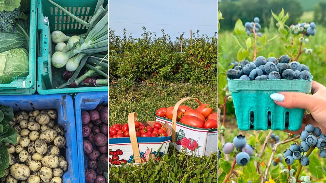 Left: aerial view of crates filled with freshly harvested root vegetables; center: two boxes of tomatoes in a garden setting; right: a hand holding a pint of blueberries in front of blueberry bushes.
